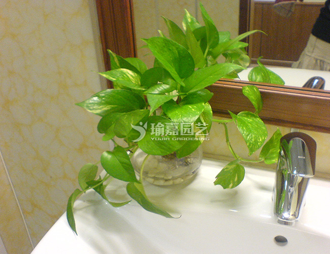 ˮ��С����